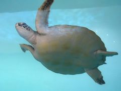 -广东惠东海龟国家级自然保护区