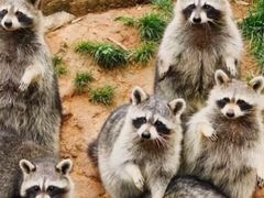 -昆明动物园