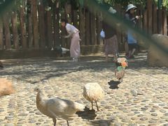 -西双版纳傣族园