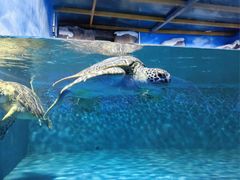 -北戴河圣蓝海洋公园