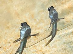 -上海大自然野生昆虫馆