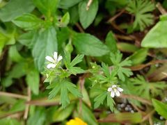 -黄埔油麻山森林公园