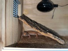 -东莞宠友24H宠物中心医院·转诊夜诊·异宠(新河北路院)