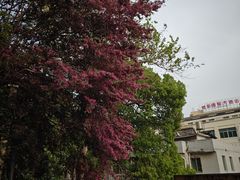 -大光明电影院(南京西路店)
