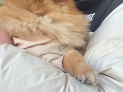 -怪兽屋·羊驼·猫咖·狗咖(俊华广场店)