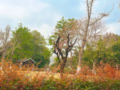 -沙河三洞古桥公园