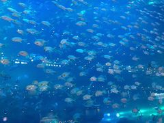 -成都浩海立方海洋公园