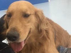 -瑞派·关忠动物医院·异宠专科·犬猫肿瘤·皮肤专科(望京店)