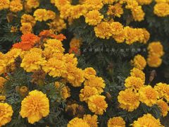 -花博汇(知音花月夜)