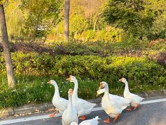 -黄陂区野村谷景区