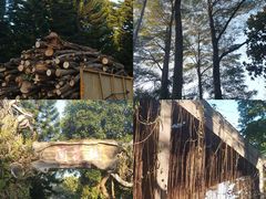 -东莞植物园
