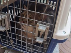 -熊小胖宠物生活馆(天华园店)