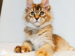 -十年猫舍·猫咪专门店(普陀店)