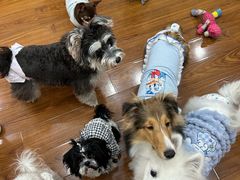 -汪说·狗咖·拼豆·宠物周边DIY(旺城大厦店)