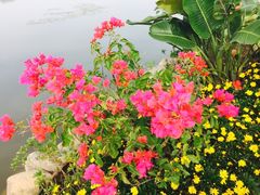 -杭州湾海上花田景区