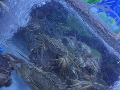 -七欣天香辣蟹火锅(上海奉贤杭州湾生活广场店)