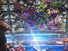 -暹罗海洋世界