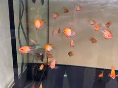 -中环花鸟鱼虫市场