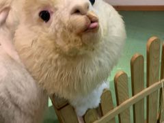 -藦茜花园宠物主题亲子互动体验馆(国顺东路店)