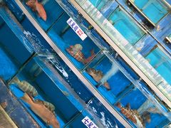 -旗鱼海番村(Orang Asli)