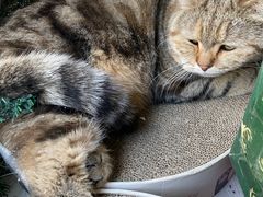 -喵屿·大理花园猫咖