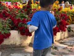 -松山湖梦幻百花洲