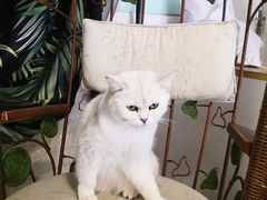 -平行世界·猫咖(首经贸店)