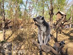 -北京野生动物园