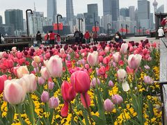 -丹东路渡口(轮渡站)