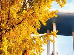 -四川大学(望江校区)