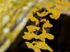 -香木香羊(小汤山店)