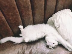 -猫小院猫主题餐厅(三里屯店)
