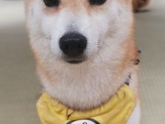-逗柴咖啡屋·狗咖猫咖宠物桌游