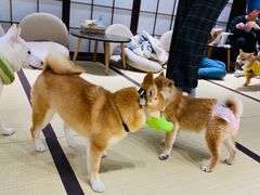 -逗柴咖啡屋·狗咖猫咖宠物桌游