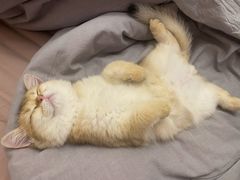 -猫十亿·布偶金渐层·曼基康矮脚猫舍(青年路店)