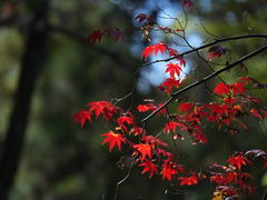 -西芳寺(苔寺)