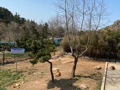 -西霞口神雕山野生动物世界