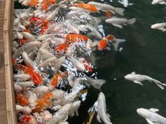 -南宫五洲植物乐园