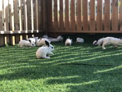 -萌宠亲子动物乐园(槐房万达店)