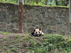 -都江堰中华大熊猫苑