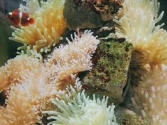 -太平洋海底世界