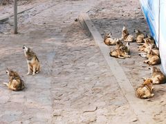 -西霞口神雕山野生动物世界