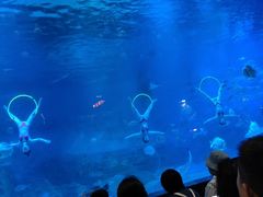 -烟台海昌鲸鲨海洋公园