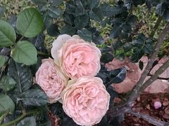 -人民公园(罗湖区)