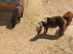 -石家庄市动物园