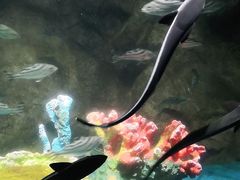 -太平洋海底世界