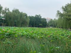-莲湖公园