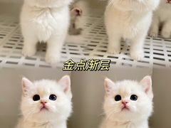 -lincat·猫舍(广州店)