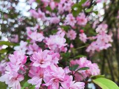 -安宁市宁湖森林公园