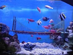 -太平洋海底世界